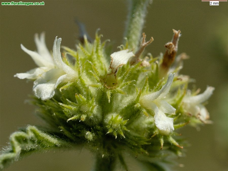 Marrubium vulgare