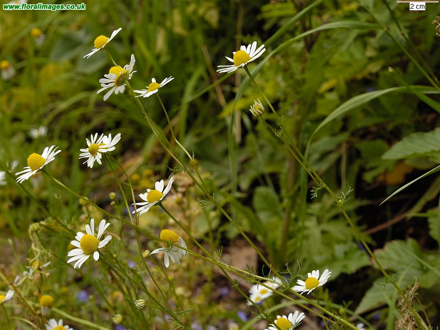 Matricaria chamomilla