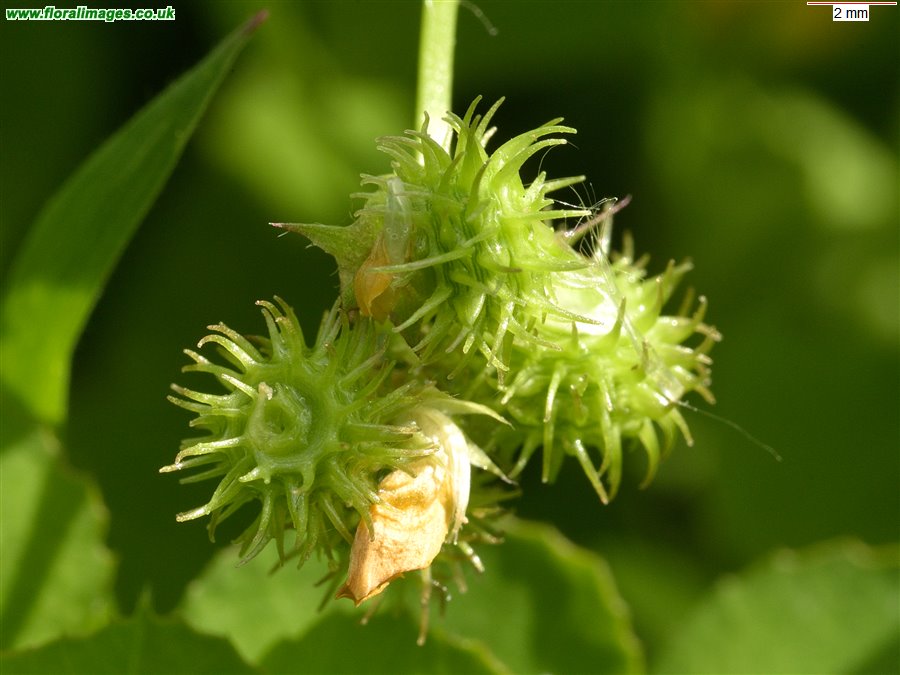 Medicago arabica