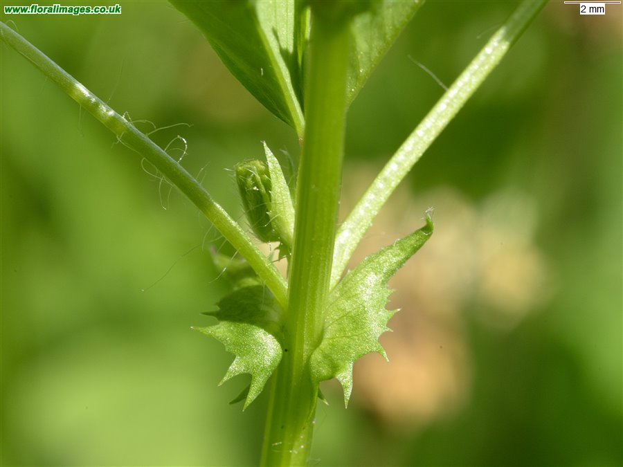 Medicago arabica