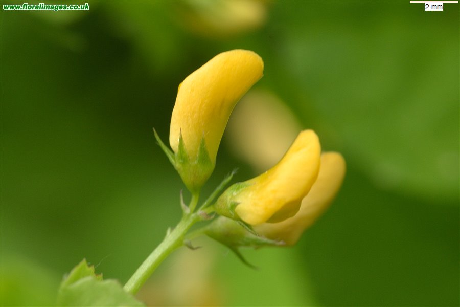 Medicago arabica