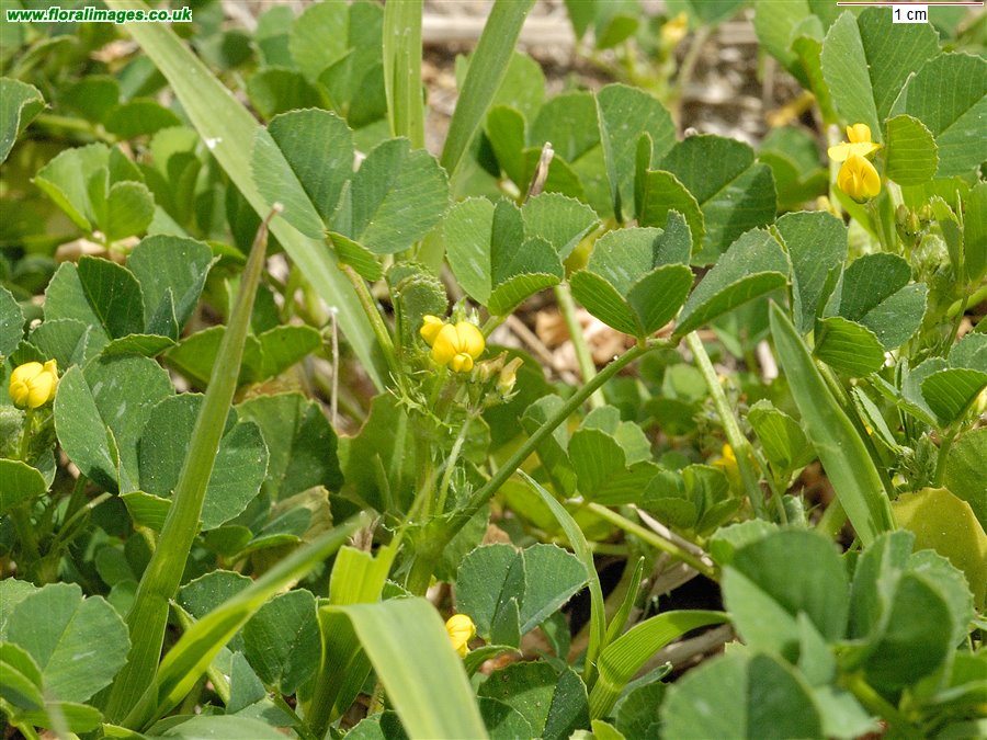 Medicago polymorpha, picture 11 of 11