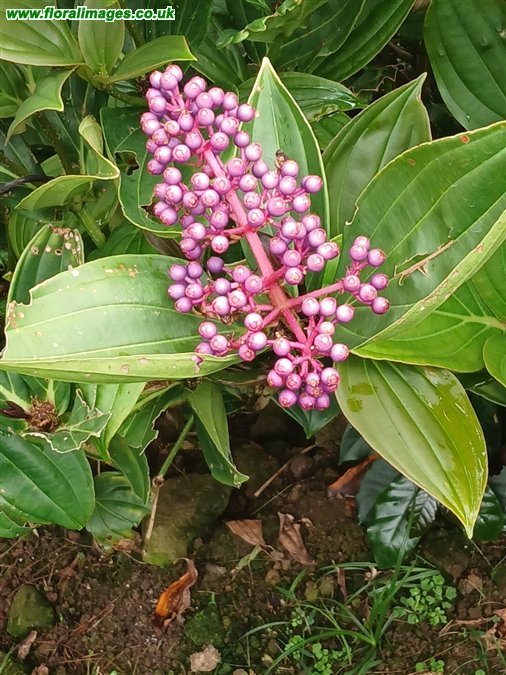 Medinilla magnifica