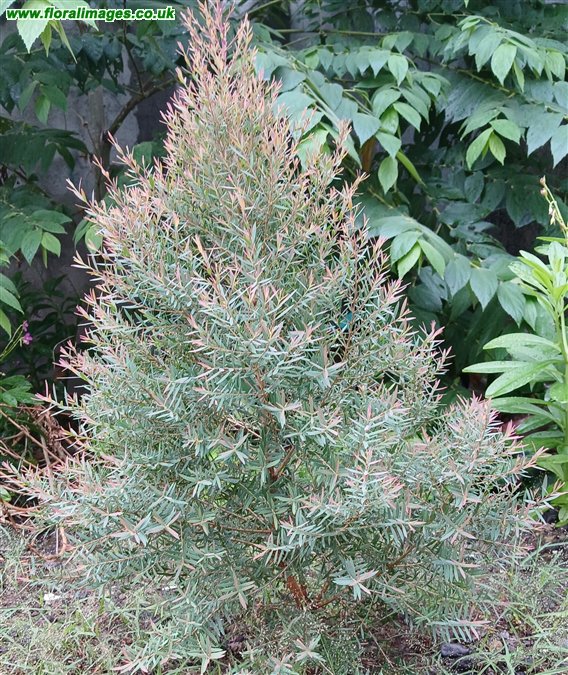 Melaleuca linariifolia