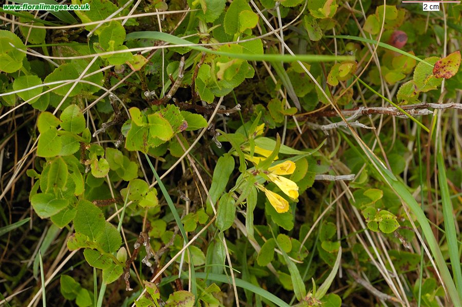 Melampyrum pratense