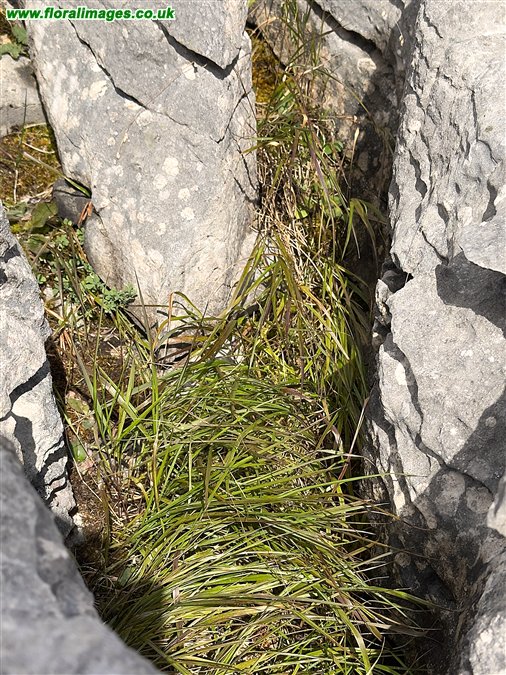 Melica nutans