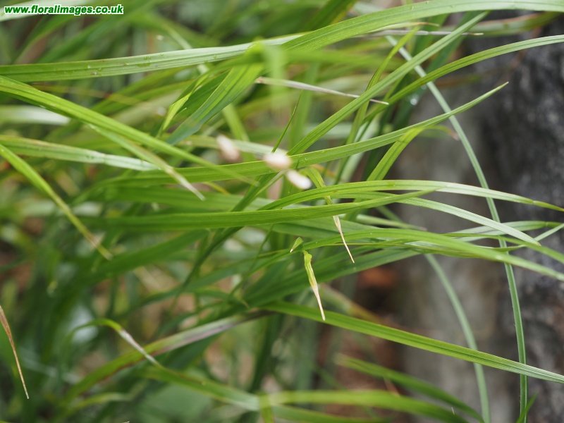 Melica nutans
