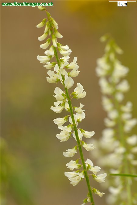 Melilotus albus