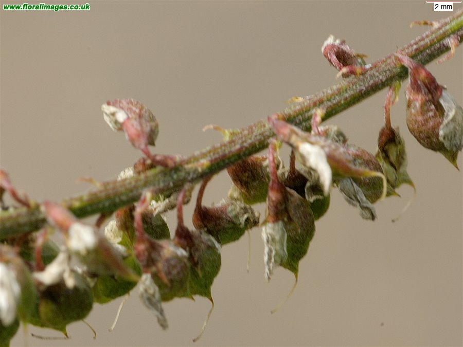 Melilotus altissimus