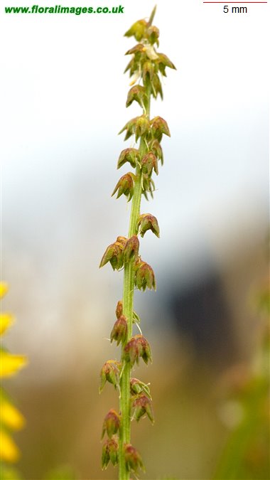 Melilotus indicus