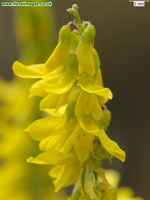 Melilotus officinalis