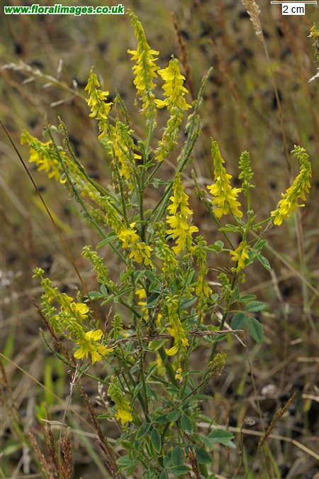 Melilotus officinalis