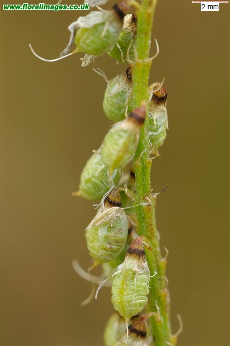 Melilotus officinalis