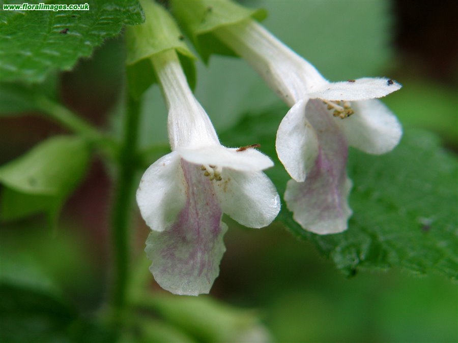 Melittis melissophyllum