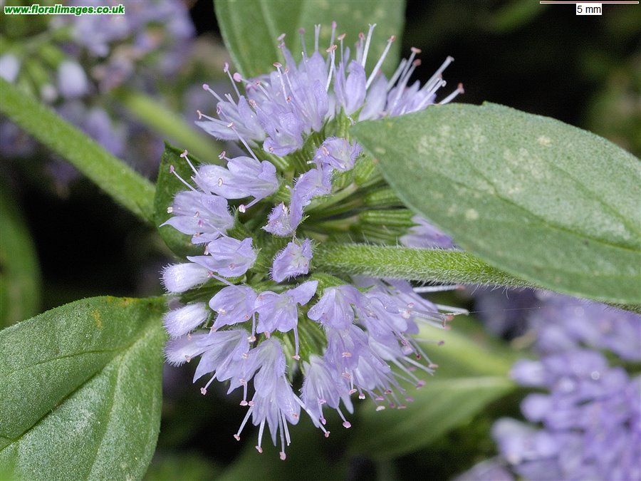 Mentha pulegium