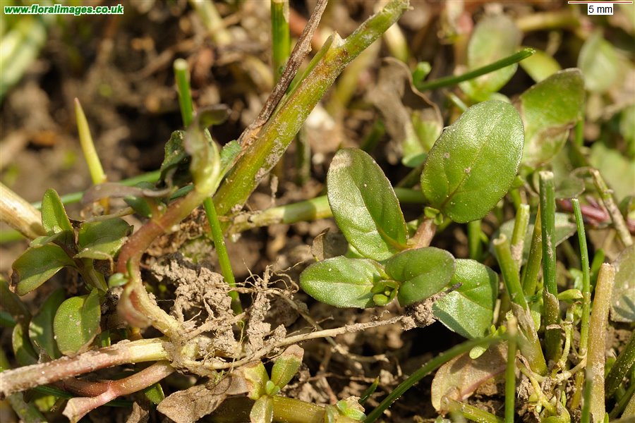 Mentha pulegium