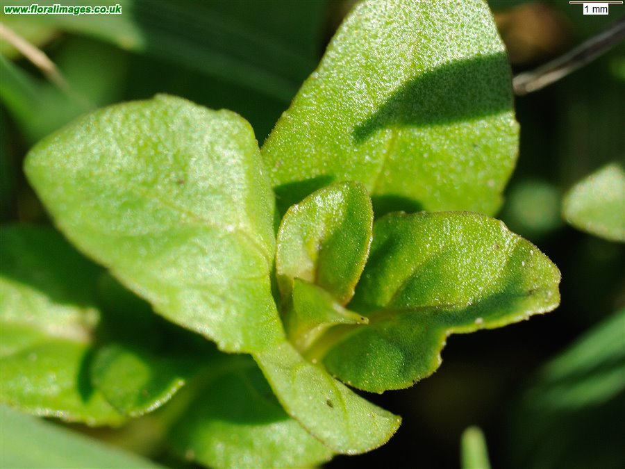 Mentha pulegium
