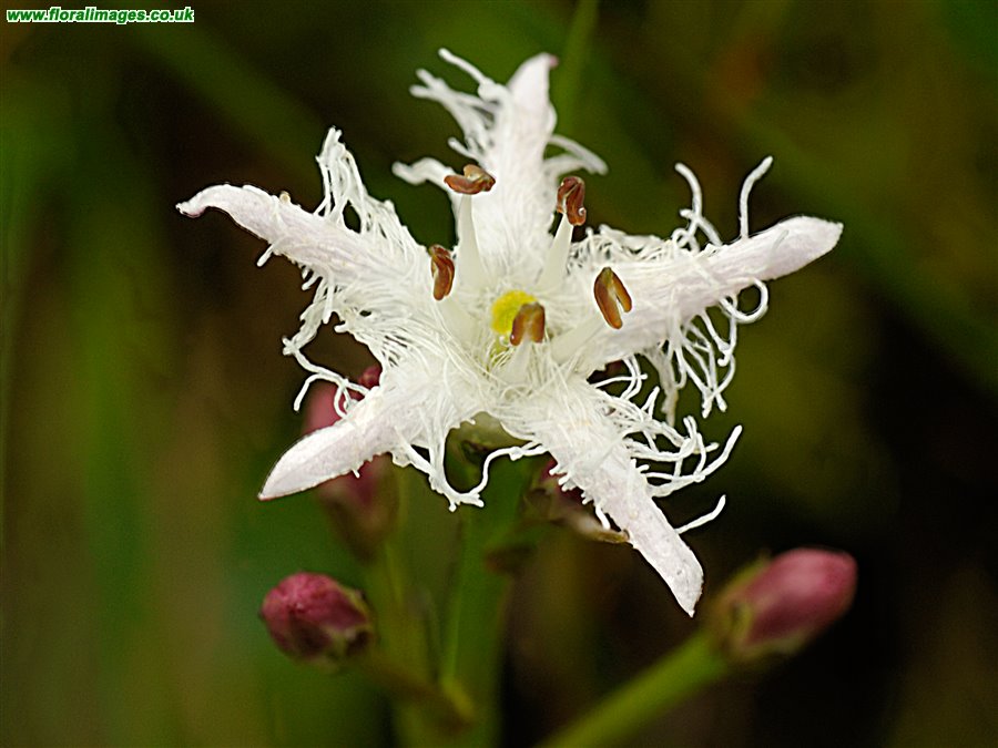 Menyanthes trifoliata
