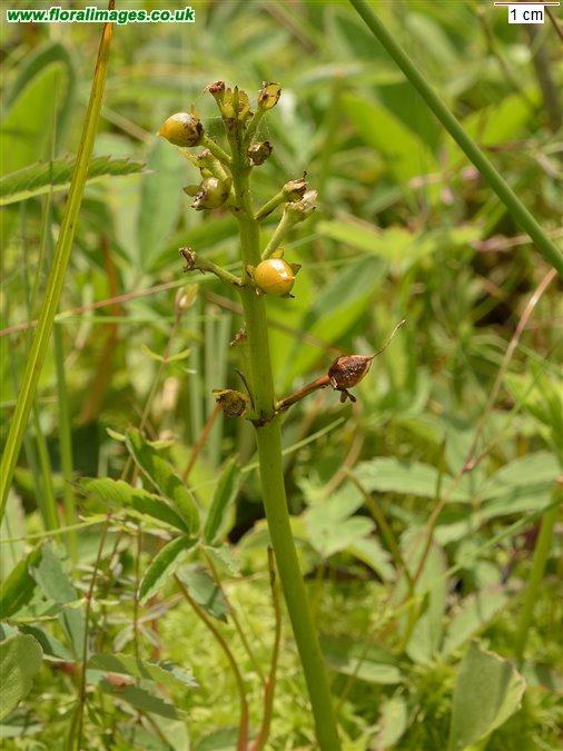 Menyanthes trifoliata