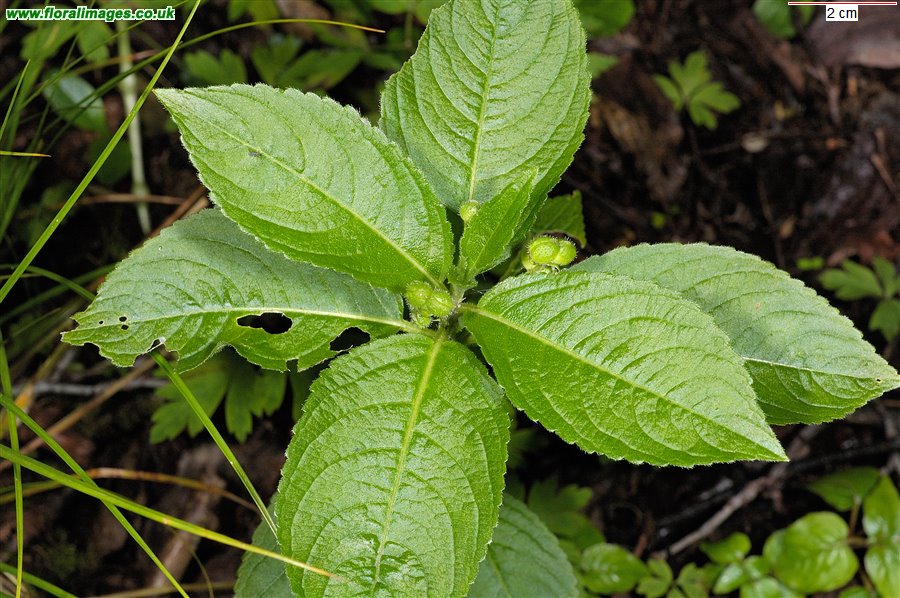 Mercurialis perennis