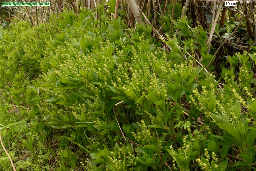 Mercurialis perennis