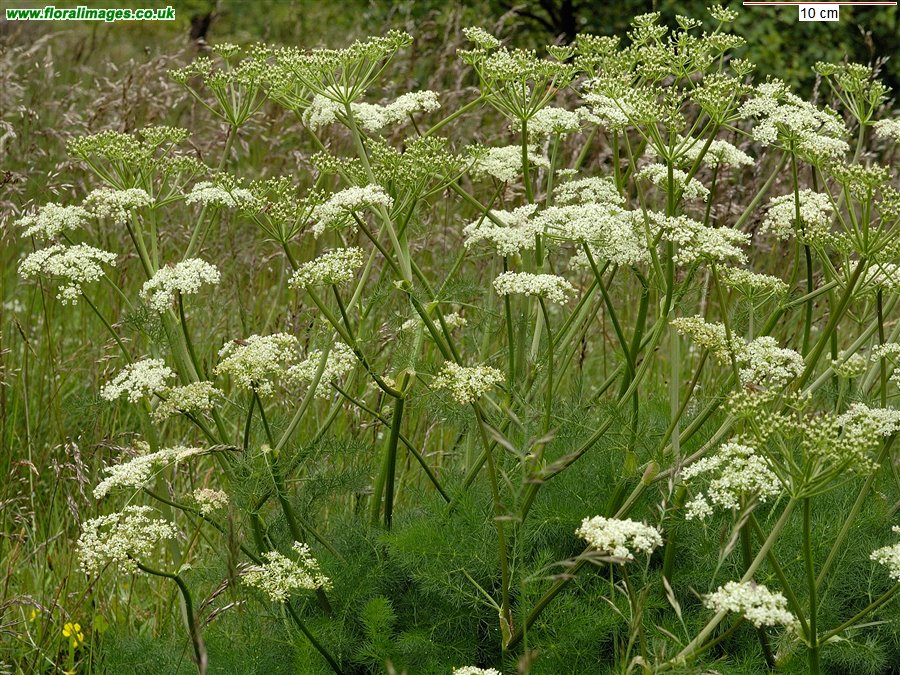 Meum athamanticum