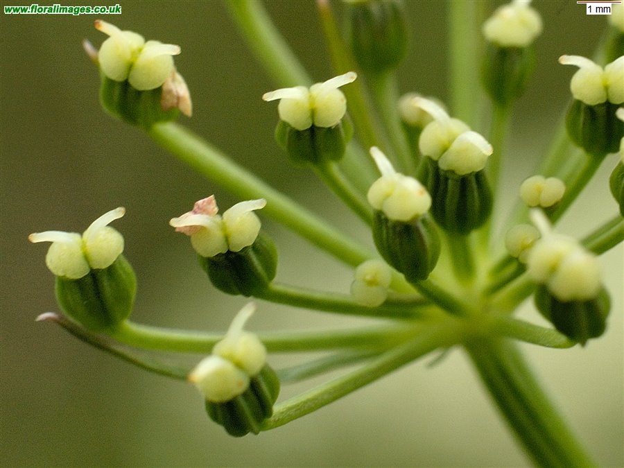 Meum athamanticum
