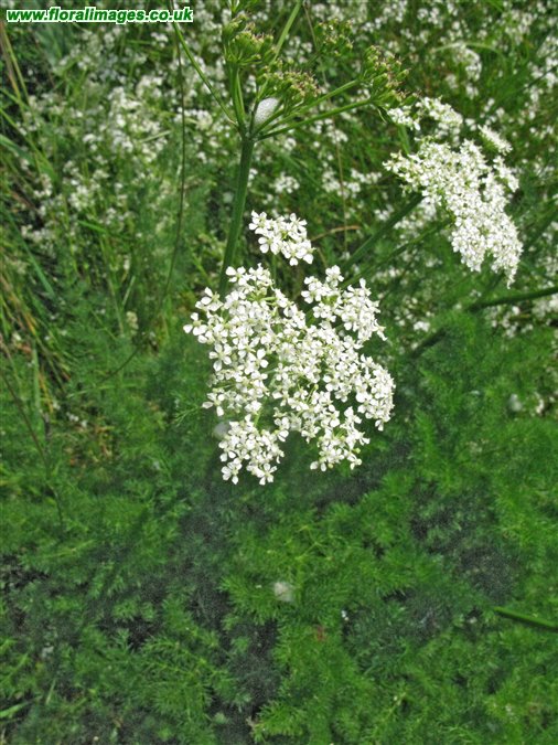 Meum athamanticum