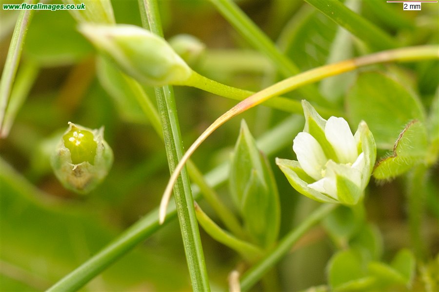 Moenchia erecta