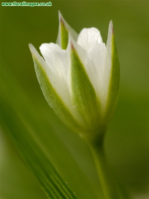 Moenchia erecta