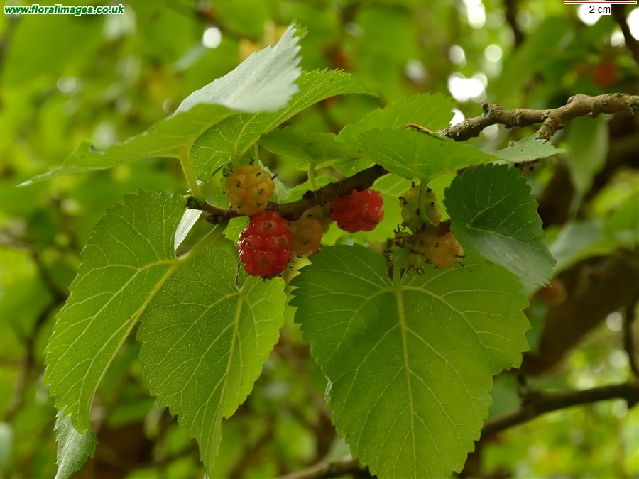 Morus nigra