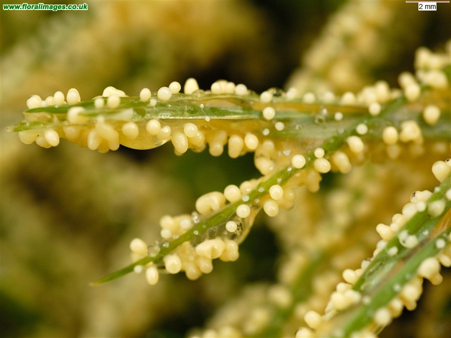 Mucilago sp.