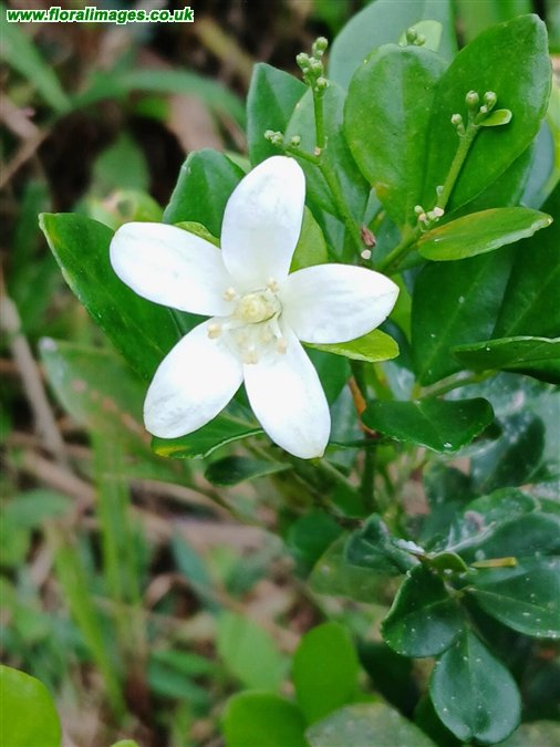 Murraya paniculata