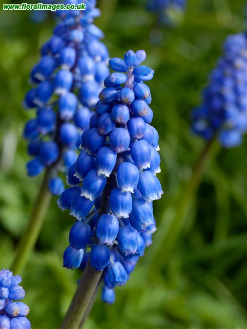 Muscari armeniacum