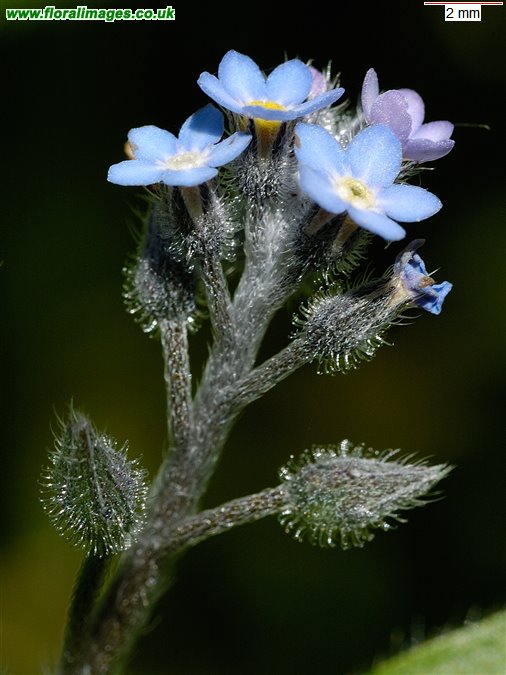 Myosotis arvensis