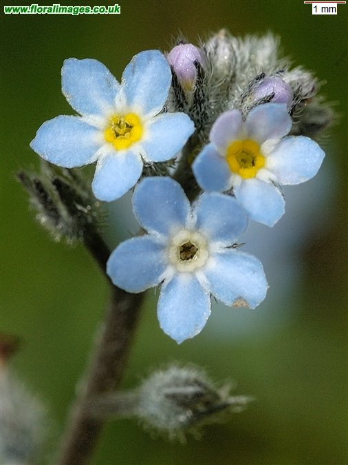 Myosotis arvensis