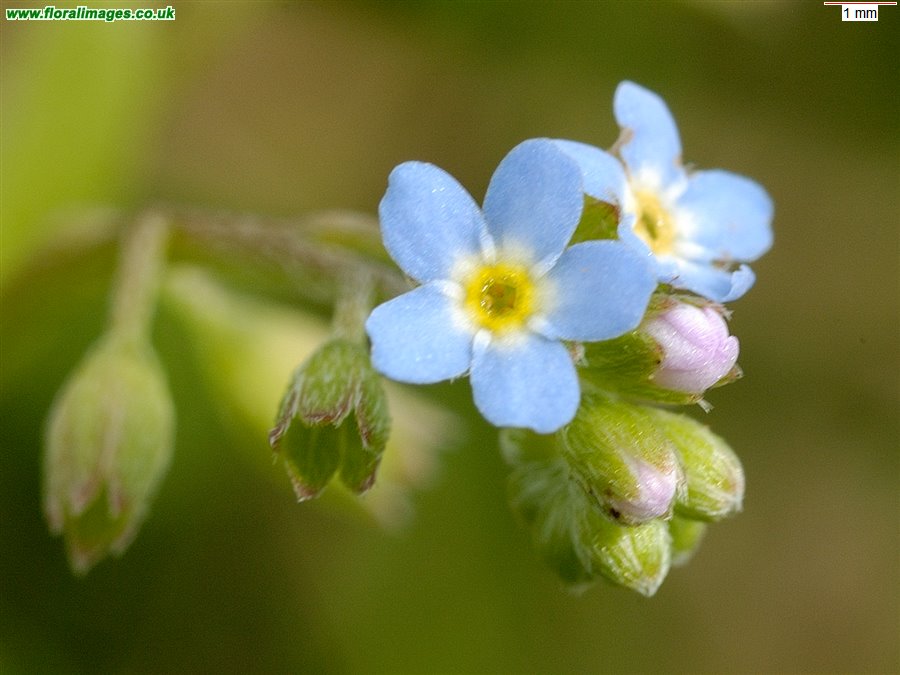 Myosotis laxa