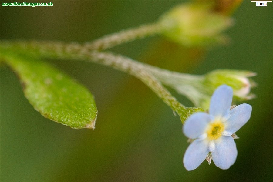 Myosotis laxa
