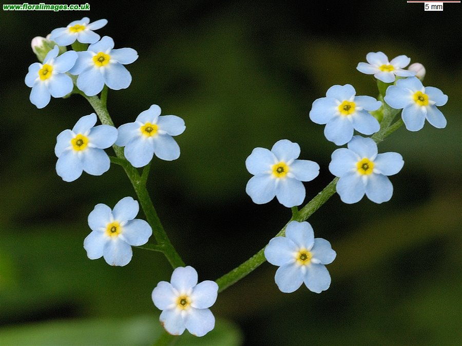 Myosotis scorpioides