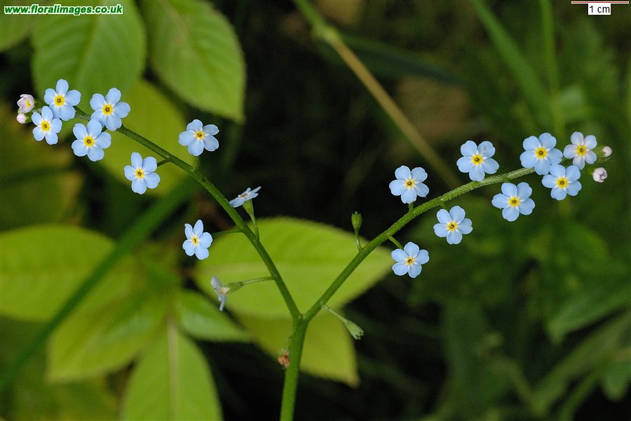 Myosotis scorpioides