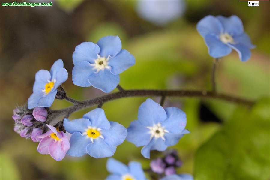 Myosotis sylvatica