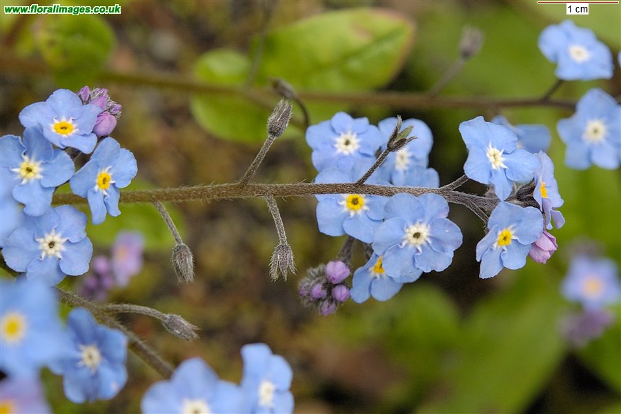 Myosotis sylvatica