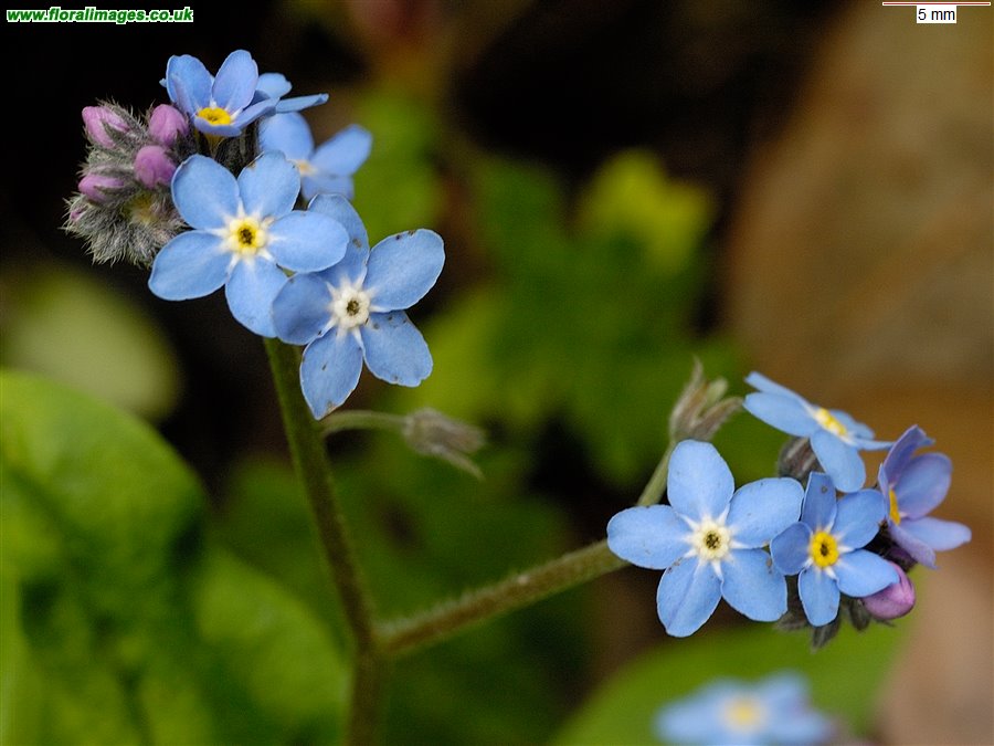 Myosotis sylvatica