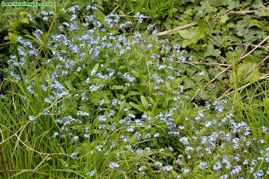 Myosotis sylvatica