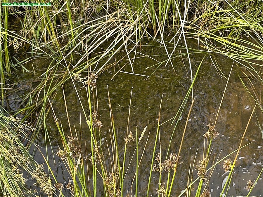 Myriophyllum alterniflorum