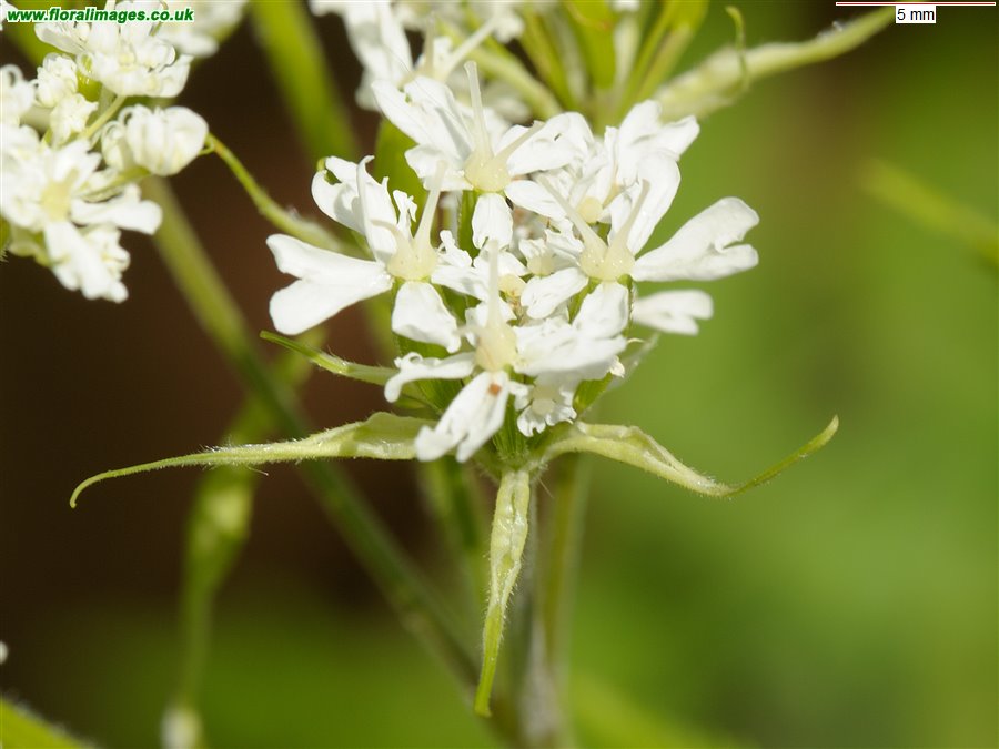 Myrrhis odorata