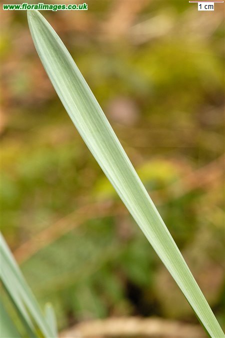 Narcissus obvallaris