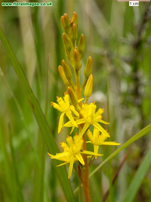 Narthecium ossifragum