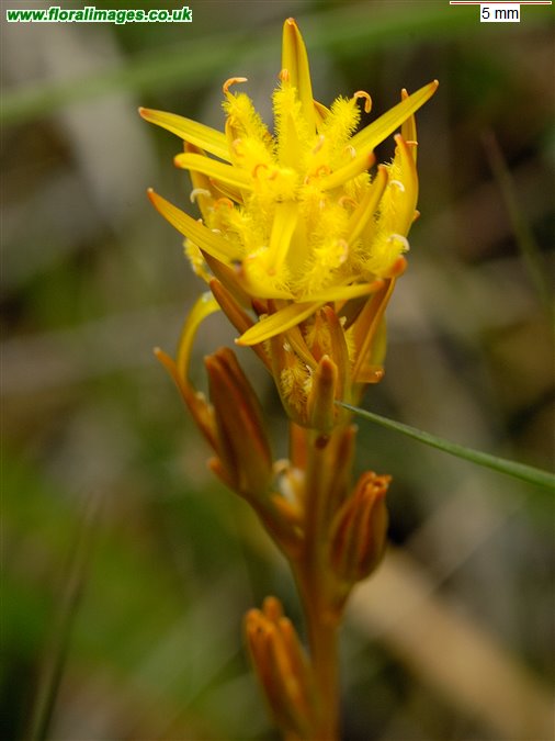Narthecium ossifragum