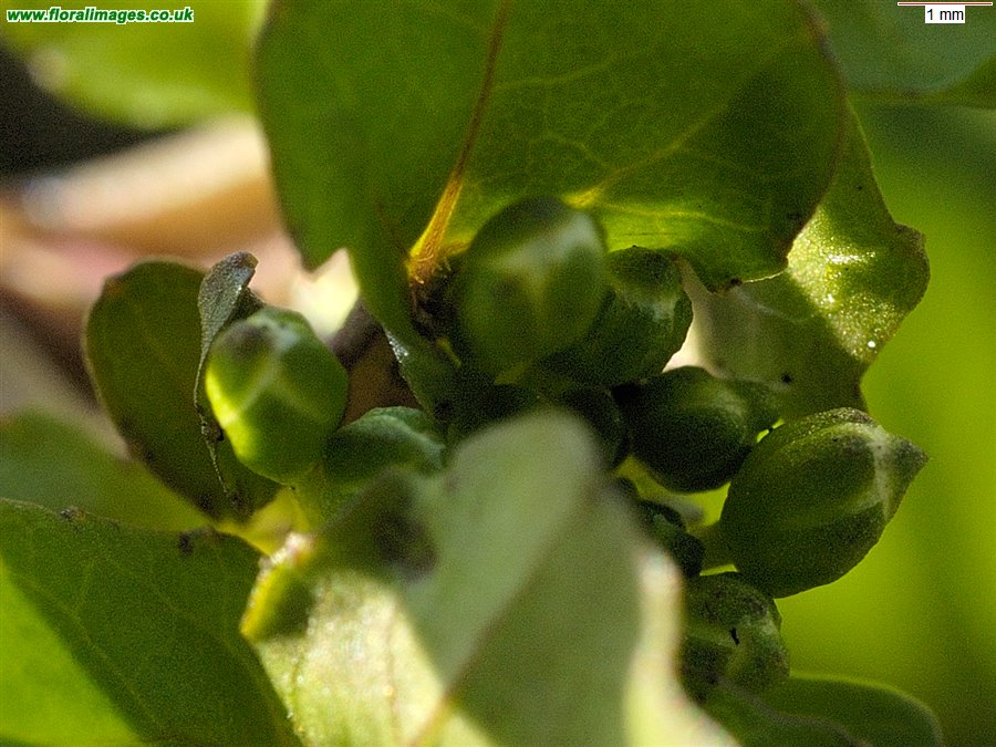 Nasturtium officinale